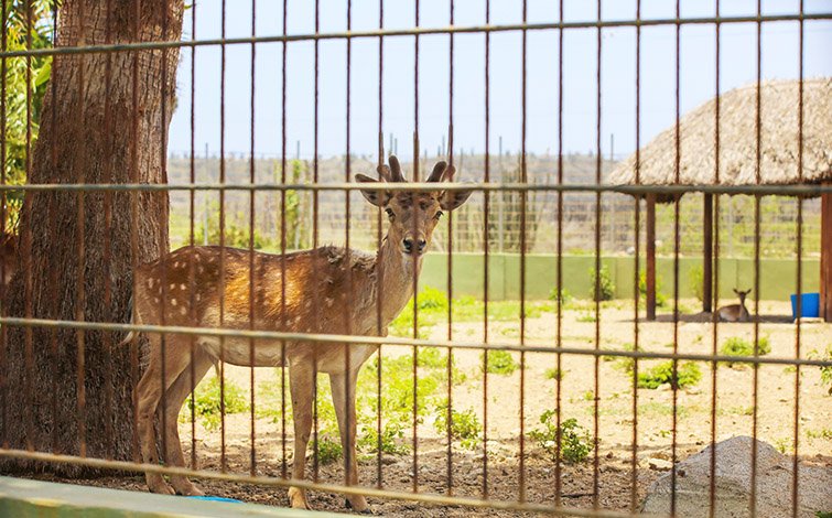axis deer