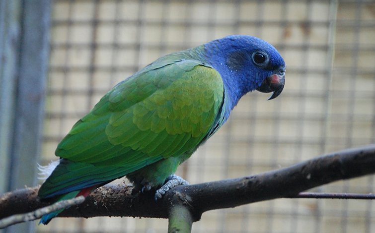 Blue Head Pionus Parrot