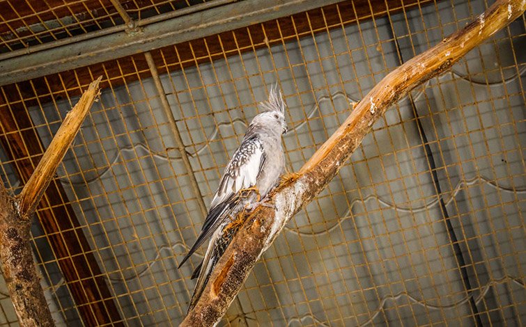 cockatiel