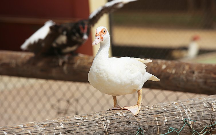 duck