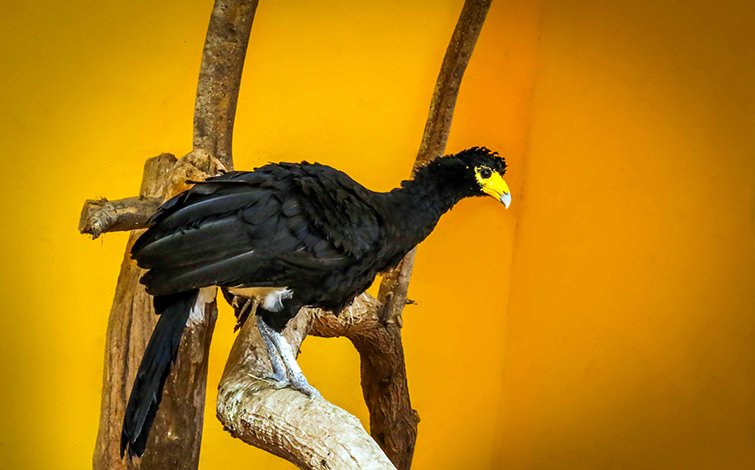 great curassow