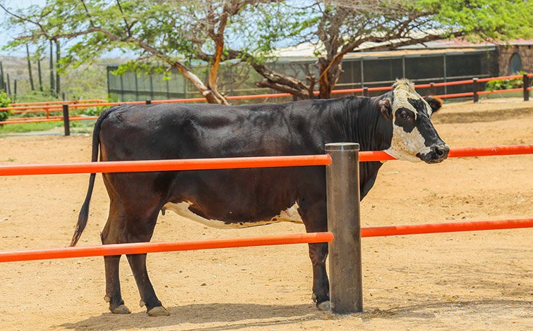 Holstein Angus Cross