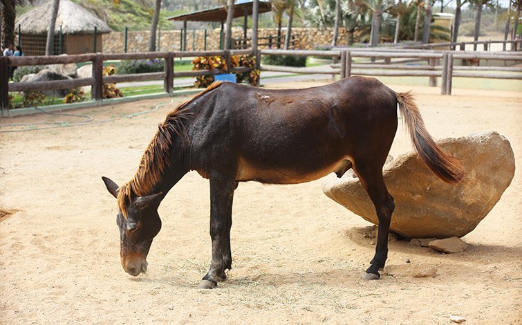 mule