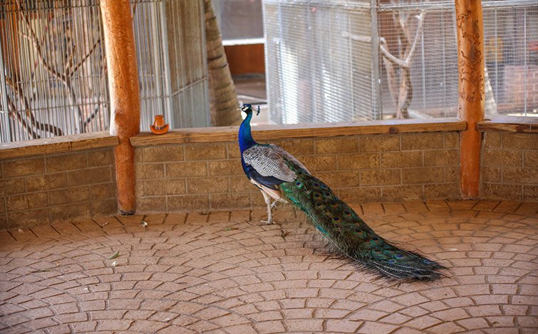 peacock