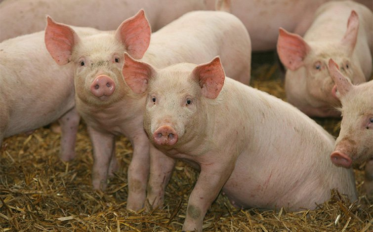 pigs