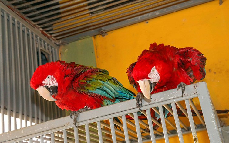 red and green macaw