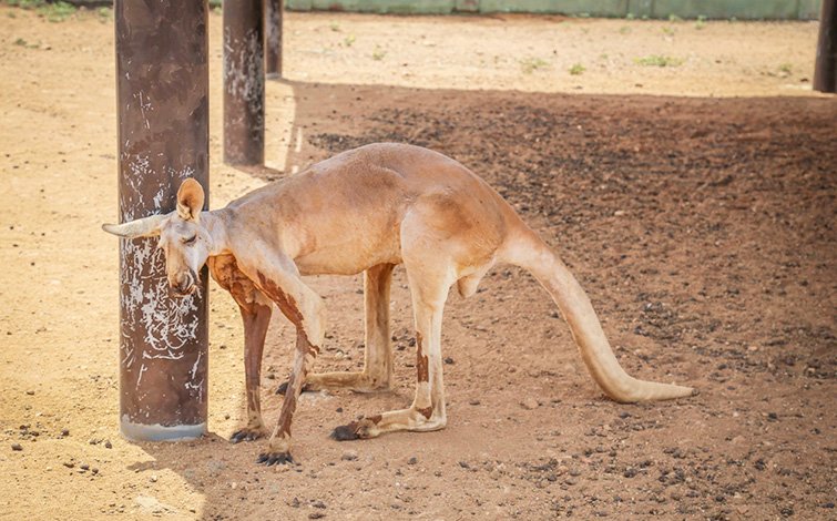 red kangaroo