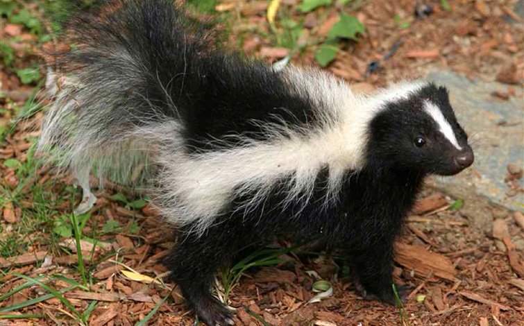 skunks