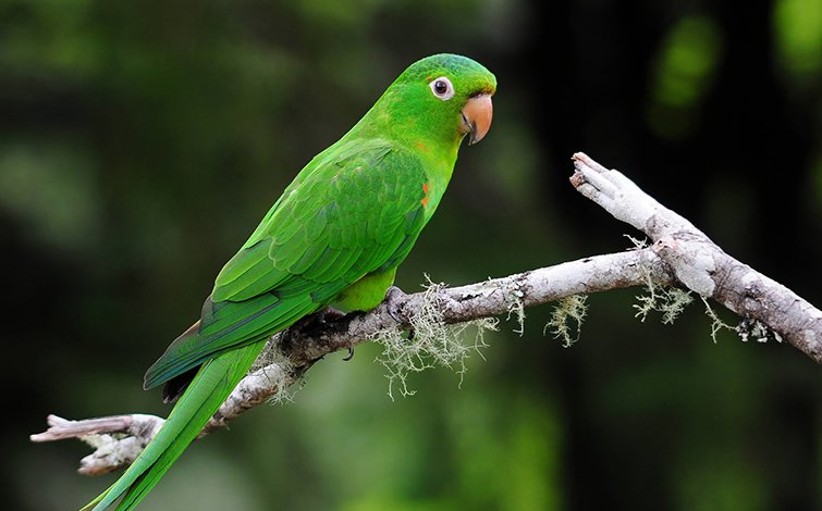 white eyed conure